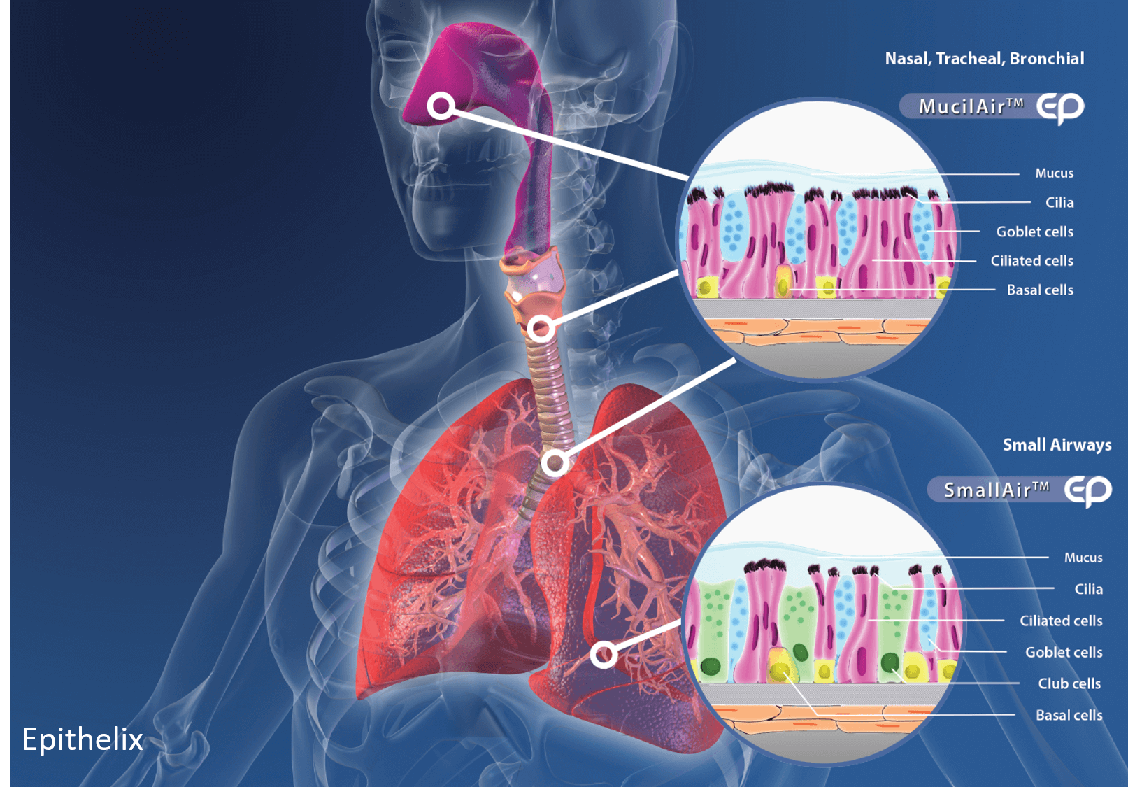 Inhalation Toxicity PETA Science Consortium International e.V.